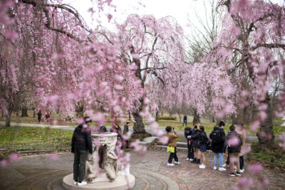 Cherry Blossoms in Philadelphia