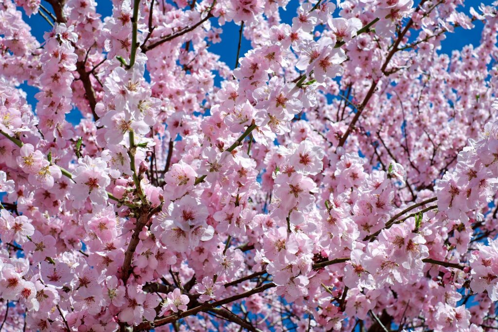 Philadelphia Cherry Blossoms